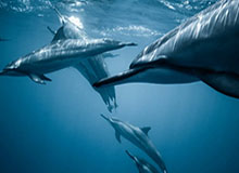 PG电子：开启掌上娱乐新纪元